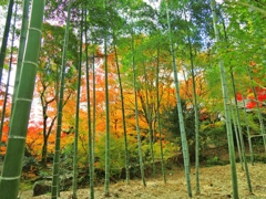 嵯峨野竹林