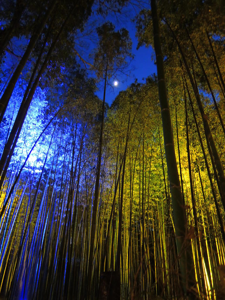 嵐山花灯籠　竹林