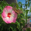 夏が来た