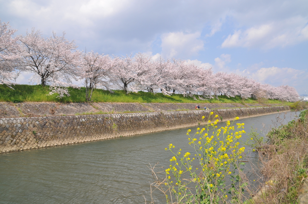 桂川の背割堤