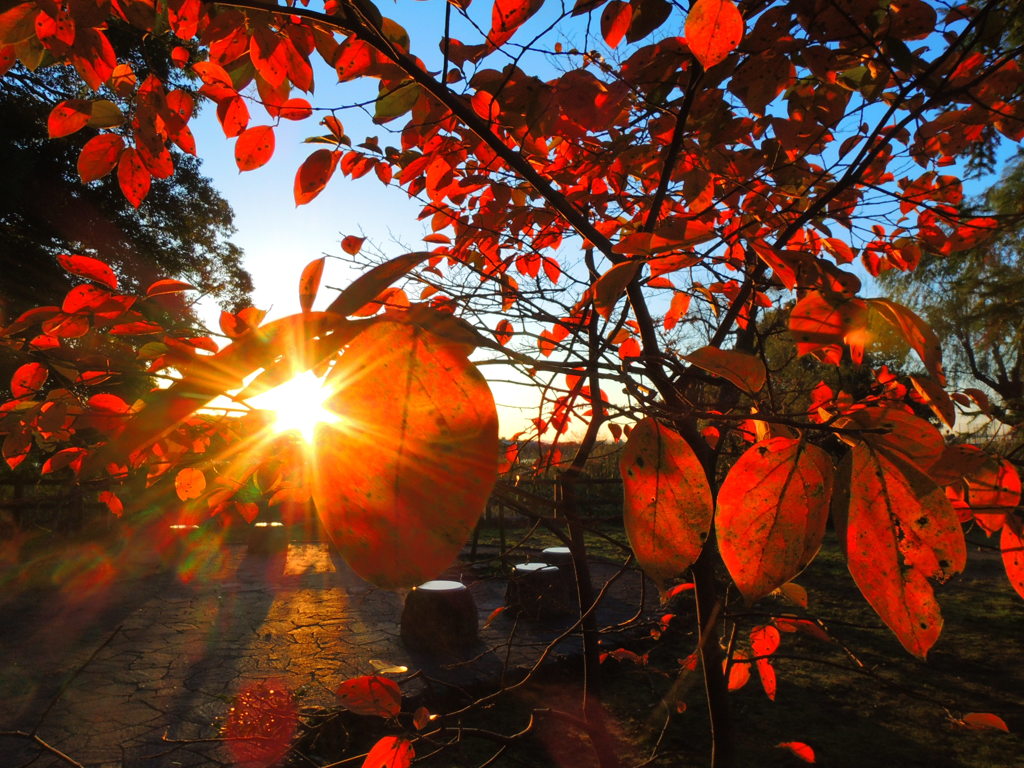 秋の朝日