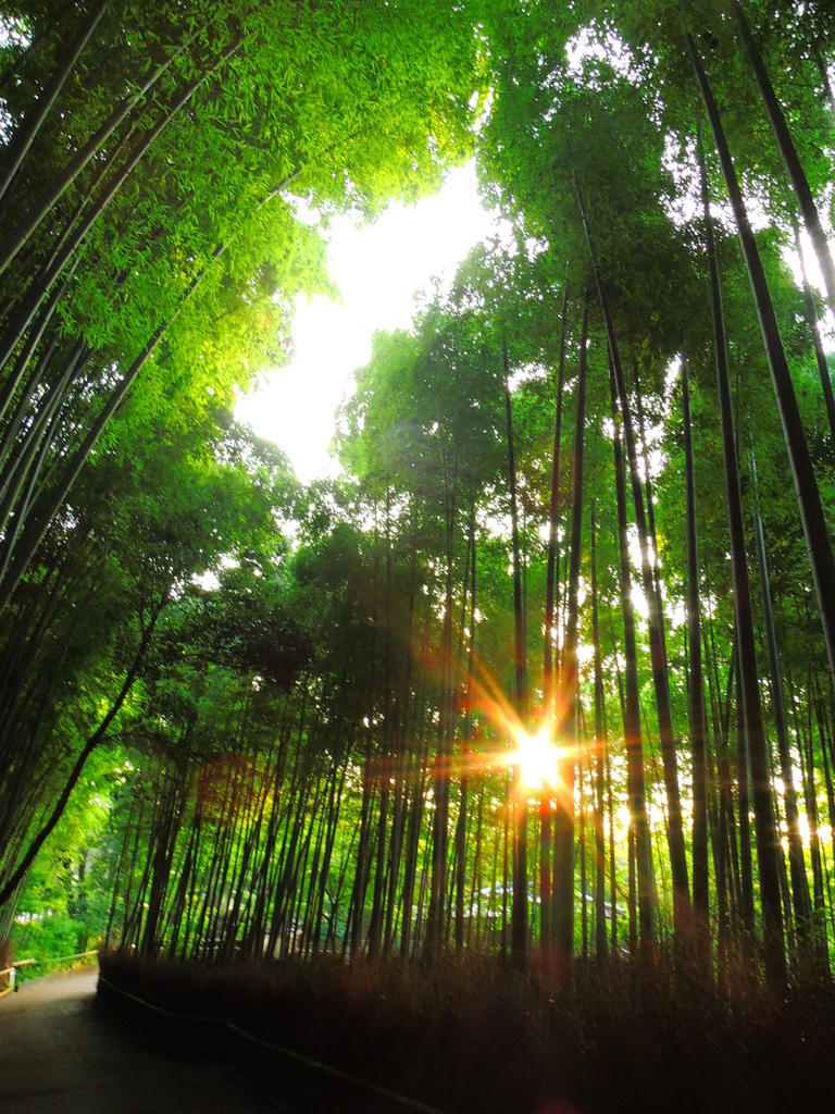 DSCN6510嵯峨野竹林