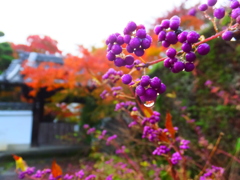 正覚寺雨の朝