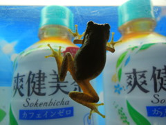 爽健美茶くださ～～い。