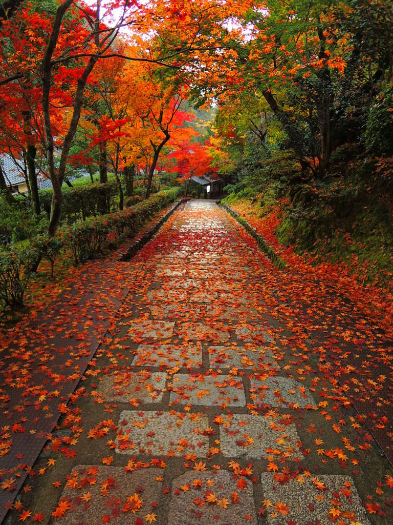 化野念仏寺散り紅葉