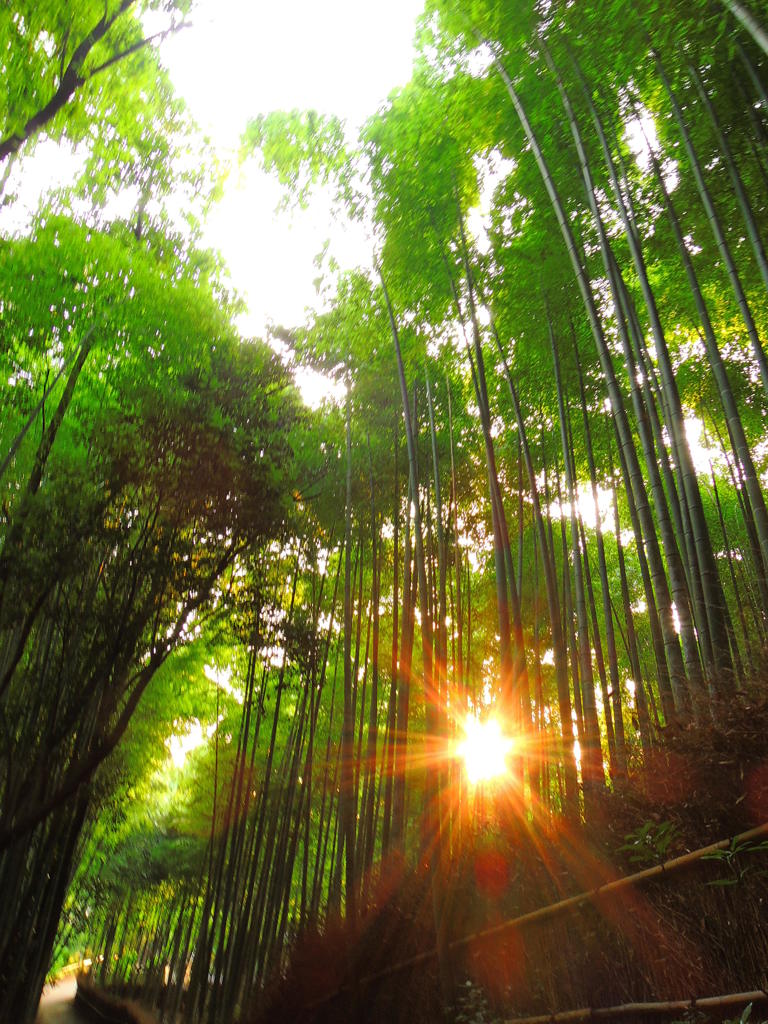 DSCN6507嵯峨野竹林