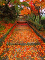 化野念仏寺参道散り紅葉