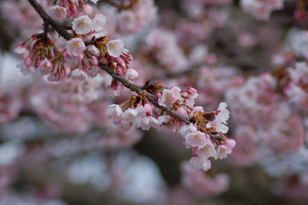 法輪寺桜咲く朝