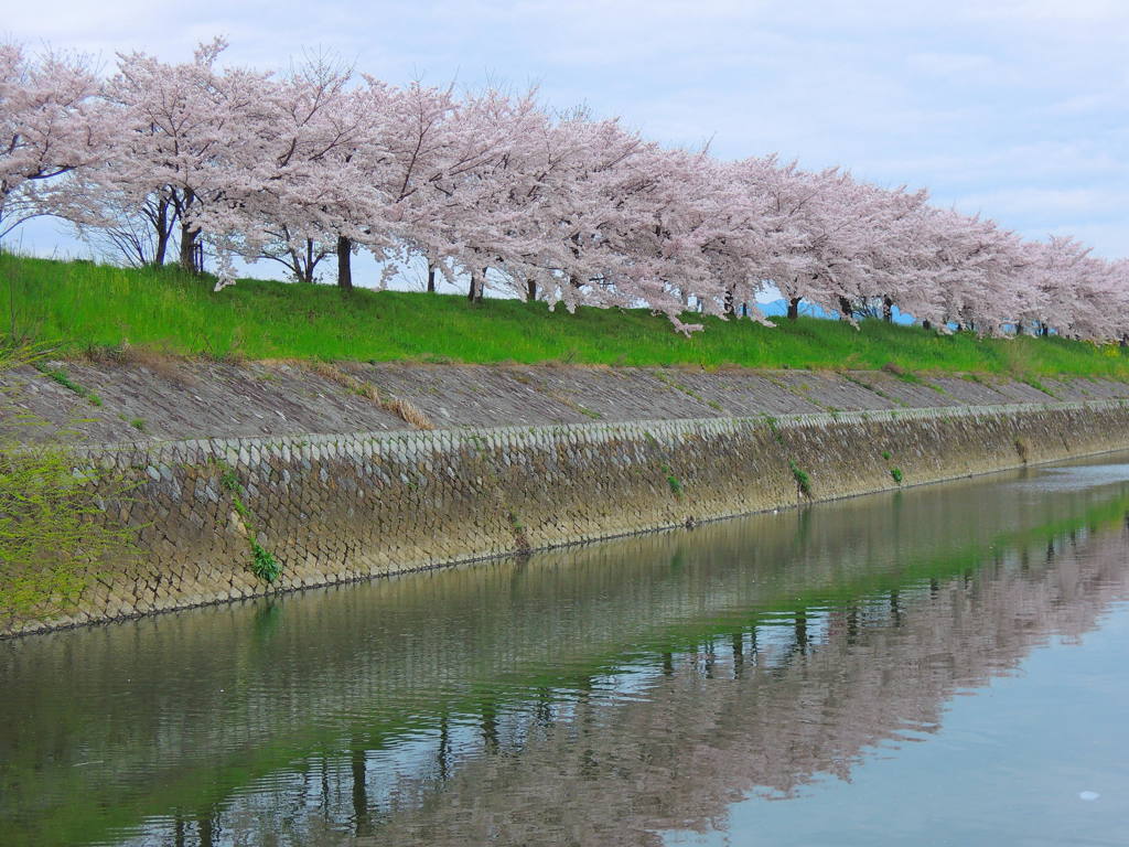 天神川桜並木
