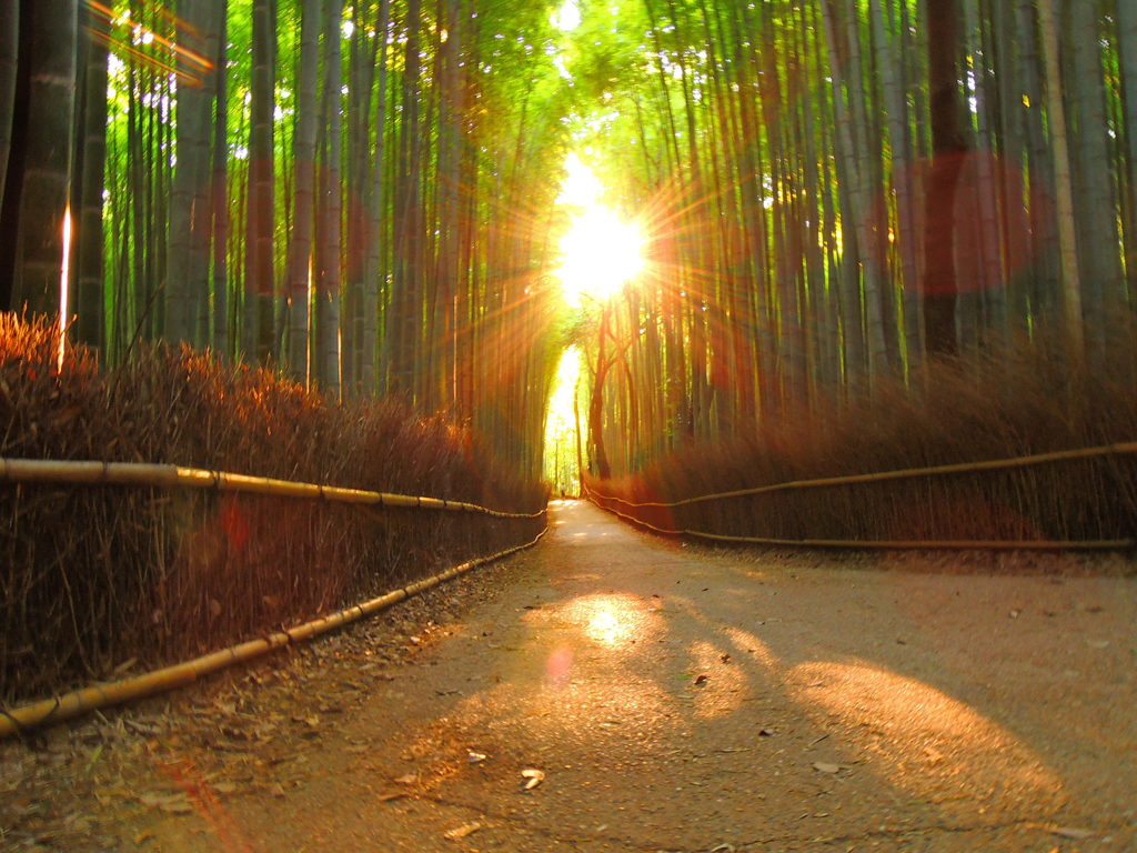 DSCN5511嵯峨野竹林の朝