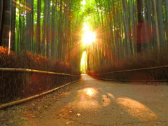 DSCN5511嵯峨野竹林の朝