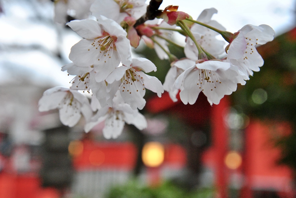 車折神社の桜