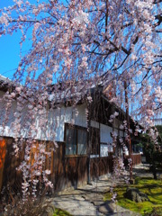 京の春