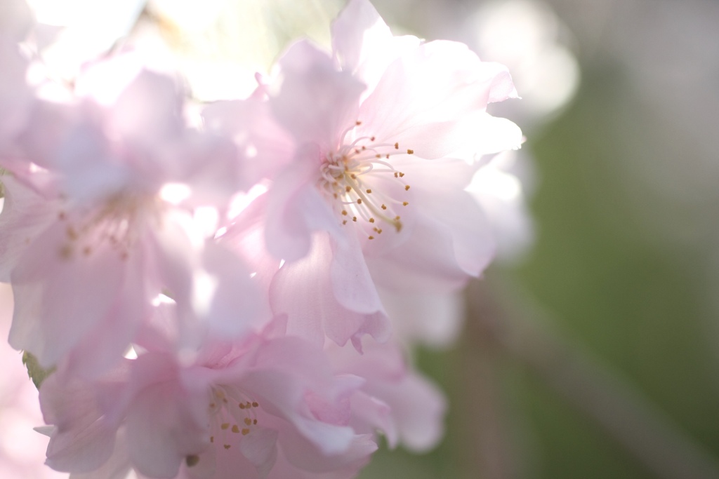 桜日和