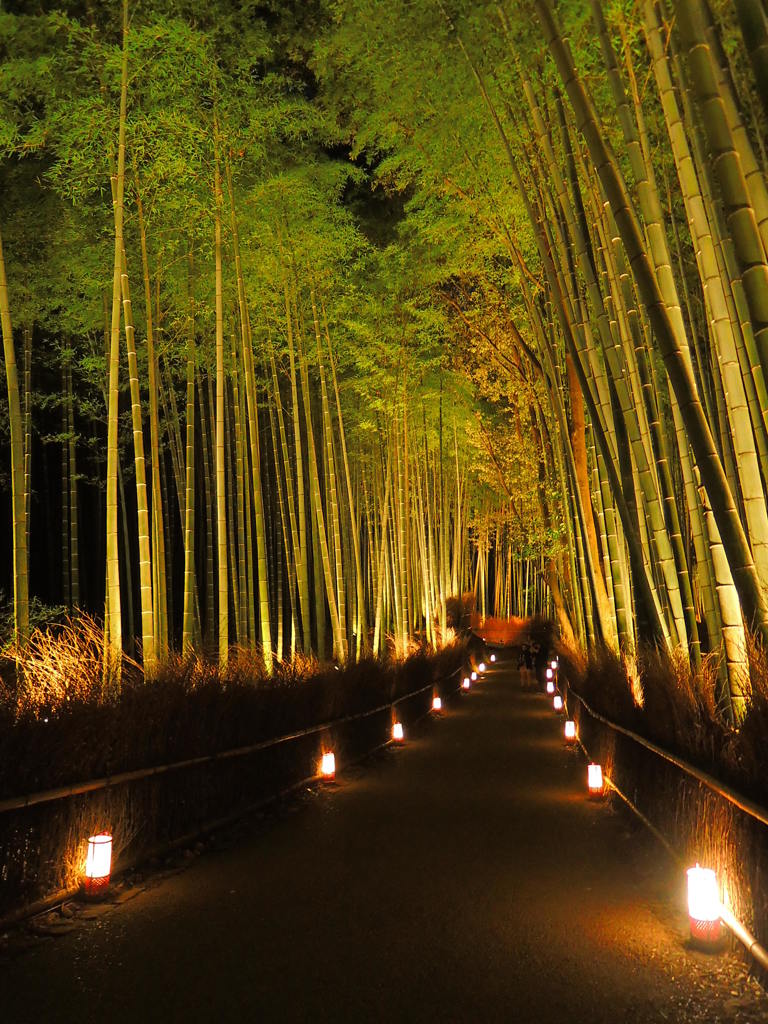 嵐山花灯籠　竹林の坂道
