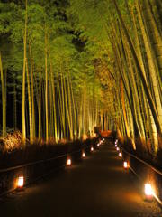 嵐山花灯籠　竹林の坂道
