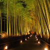 嵐山花灯籠　竹林の坂道