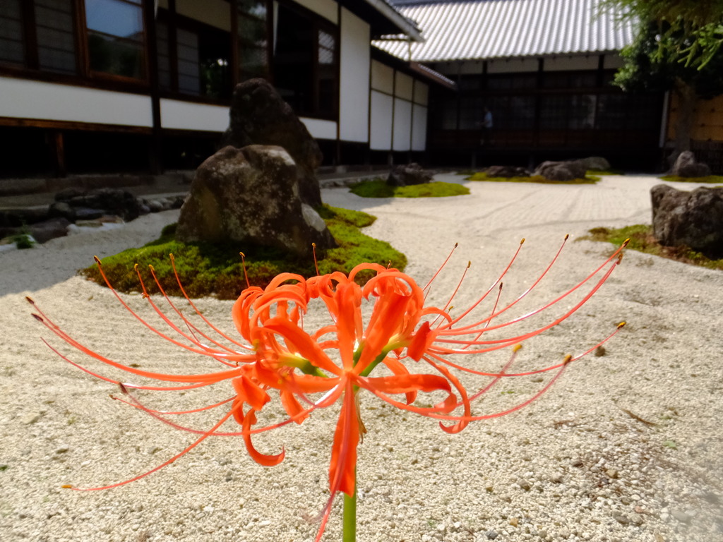 曼珠沙華と石庭