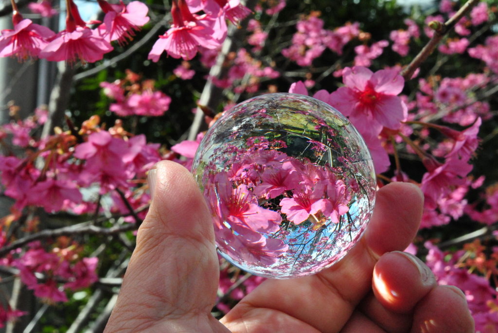 遍照寺の桜