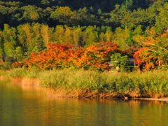 広沢池の紅葉