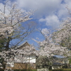 嵯峨釈迦堂春の風景