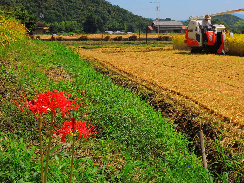 曼珠沙華