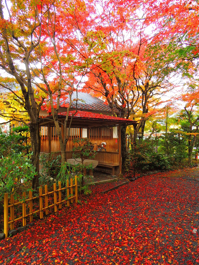 嵯峨野の秋