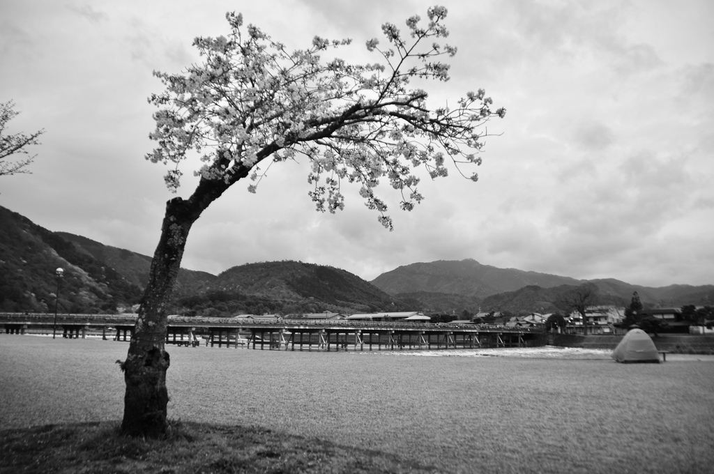 桜咲く嵐山