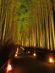 嵐山花灯籠　竹林の小径