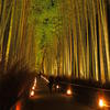 嵐山花灯籠　竹林の小径