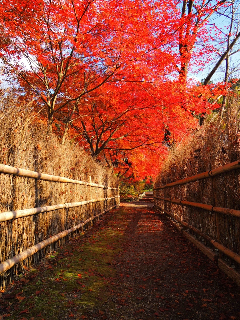 嵯峨野の秋