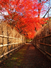 嵯峨野の秋