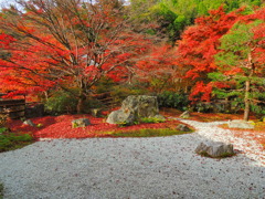 直指庵晩秋の庭