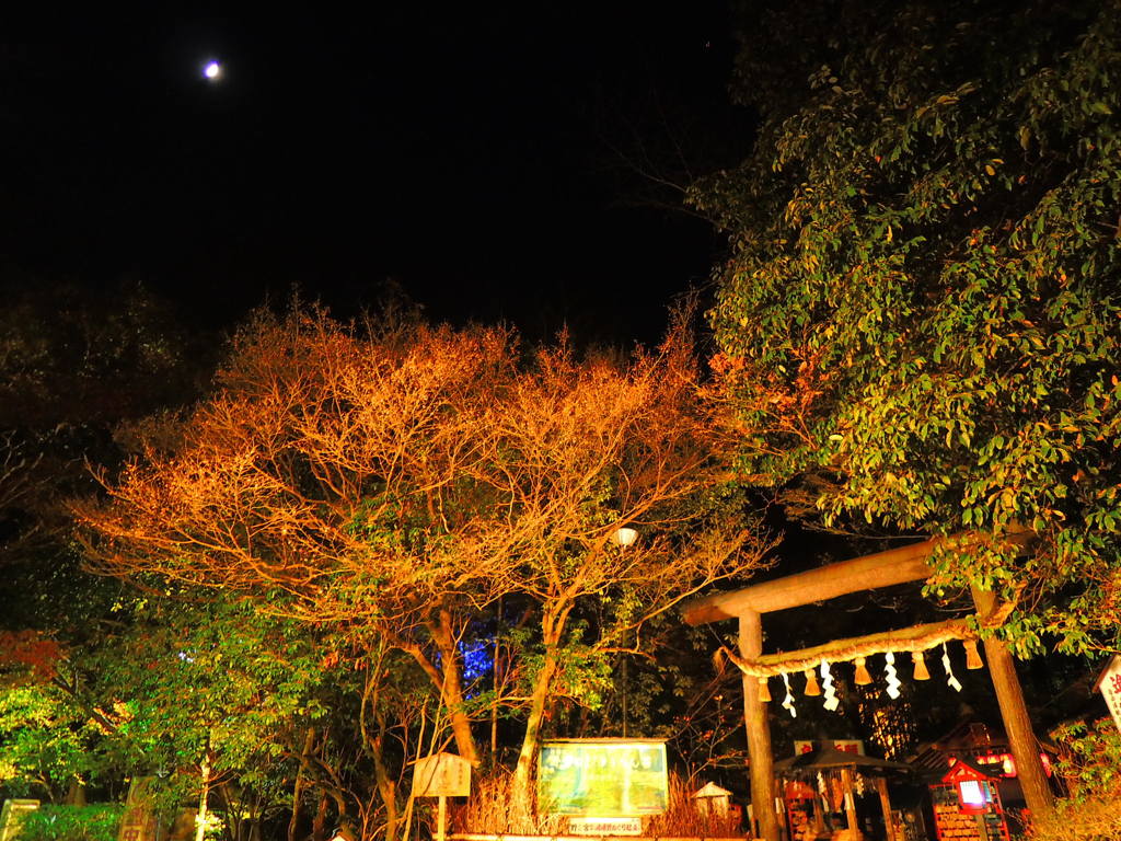 嵐山花灯籠　野宮神社