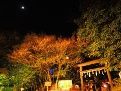 嵐山花灯籠　野宮神社