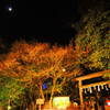 嵐山花灯籠　野宮神社