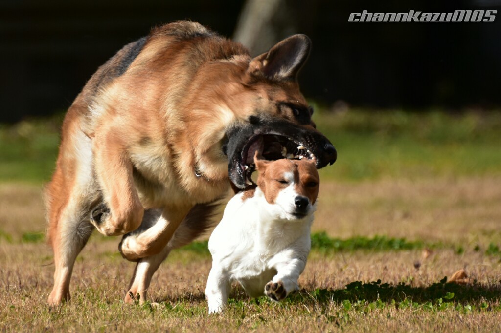 危機一髪 By Channkazu Id 写真共有サイト Photohito