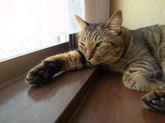 キジトラ