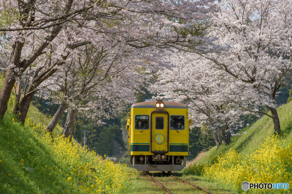 いすみ鉄道 さくらの季節⑤