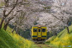 いすみ鉄道 さくらの季節⑤