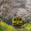 いすみ鉄道 さくらの季節⑤