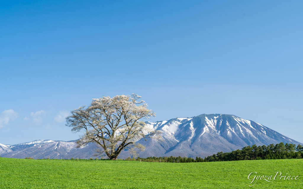 小岩井農場の一本桜