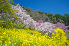 山上の楽園