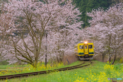 いすみ鉄道 さくらの季節①