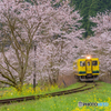 いすみ鉄道 さくらの季節①
