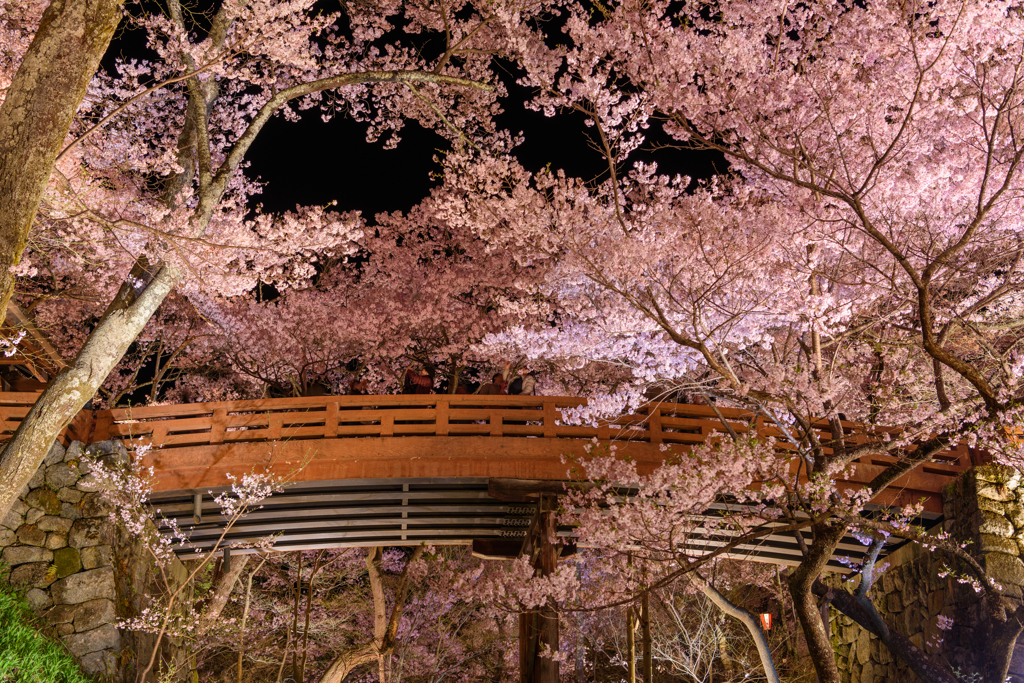 桜雲橋 夜の宴①
