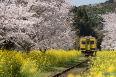 いすみ鉄道 さくらの季節④