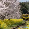 いすみ鉄道 さくらの季節④