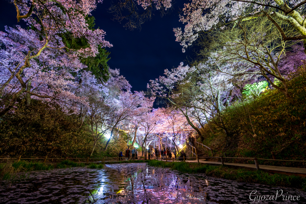 夜桜満開