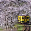 桜トンネル